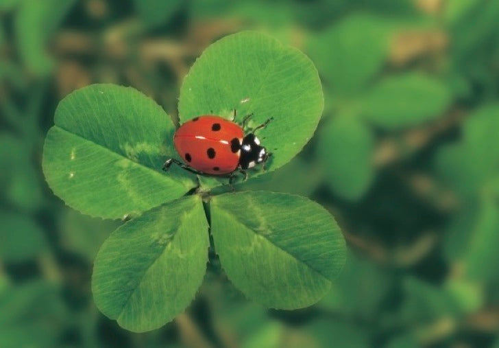 Greetings card - Ladybird on lucky clover