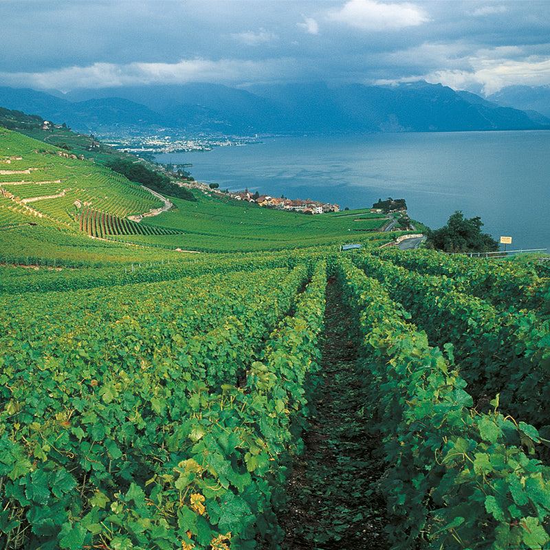 Léman