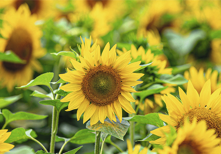 07-198136 - Sonnenblumen