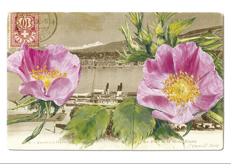 Rosier églantier - Rosa rubiginosa. "Epîtres florales" Catherine Ernst
