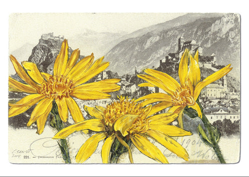 Arnica - Arnica montana. Sion - Valère et Tourbillon - "Epîtres florales" Catherine Ernst