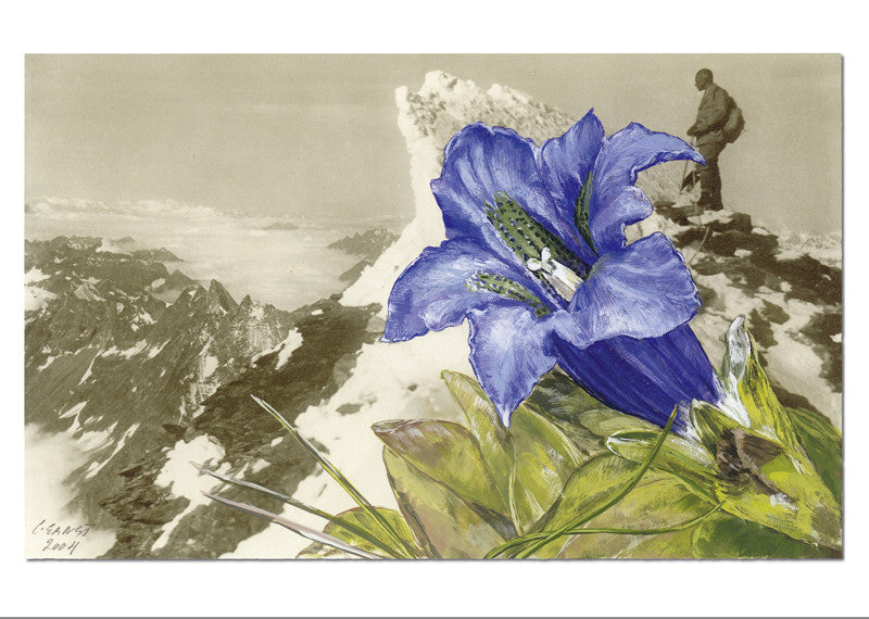 Gentiane de Koch - Gentiana acauli, "Epîtres florales" Catherine Ernst