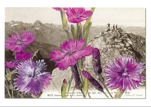 Oeillet des rochers - Dianthus sylvestris. Sommet d’Anzeindaz et la Dent du Midi, "Epîtres florales" Catherine Ernst
