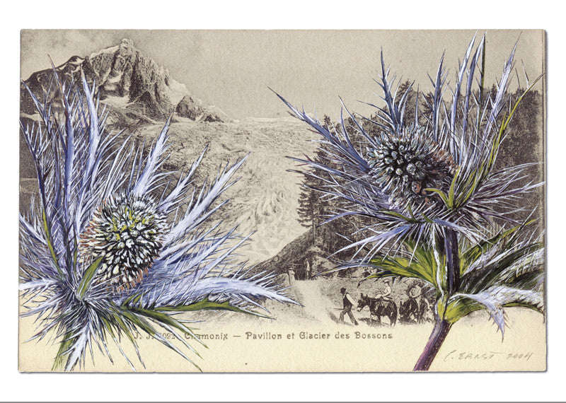 Panicaut des Alpes - Eryngium alpinum. Chamonix - Pavillon et Glacier des Bossons "Epîtres florales" Catherine Ernst