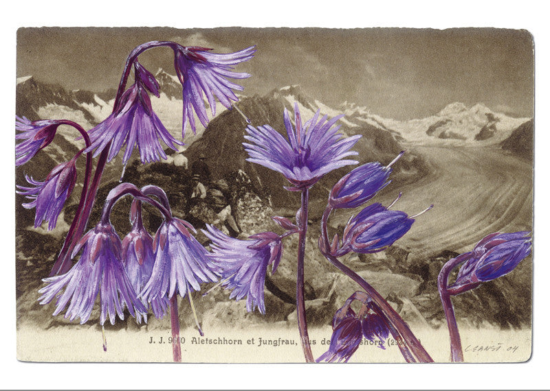 10509 - Soldanella alpina - Aletschhorn und Jungfrau vom Eggishorn, Schweiz