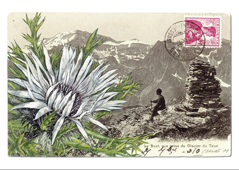 Carline acaule, baromètre - Carlina acaulis. Le Buet, vue prise du Glacier du Tour. "Epîtres florales" Catherine Ernst