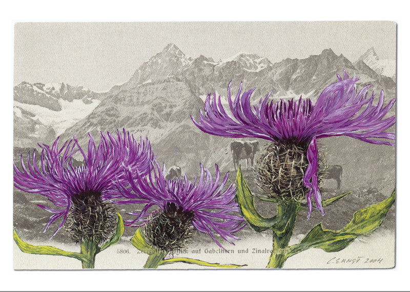 10511 - Centaurea nervosa - Zermatt, Switzerland