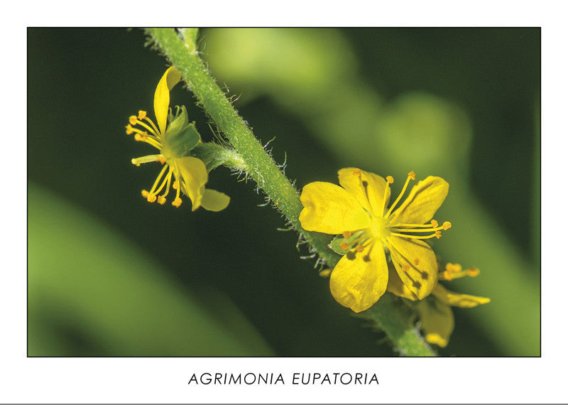 AGRIMONIA EUPATORIA - Common agrimony. Collection Botanic.