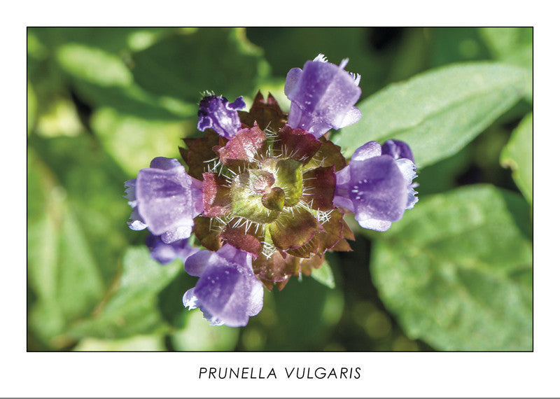 PRUNELLA VULGARIS - Self-heal. Collection Botanic