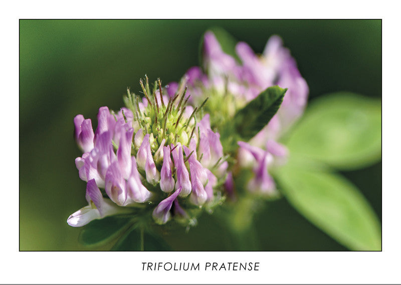 TRIFOLIUM PRATENSE - Red Clover. Collection Botanic. 