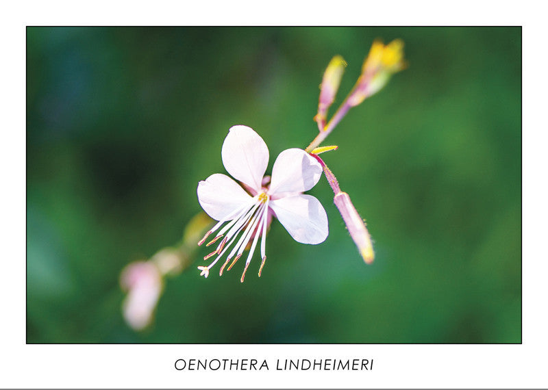 OENOTHERA LINDHEIMERI - White gaura