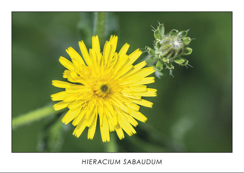 HIERACIUM SABAUDUM - Savoy hawkweed. Collection Botanic