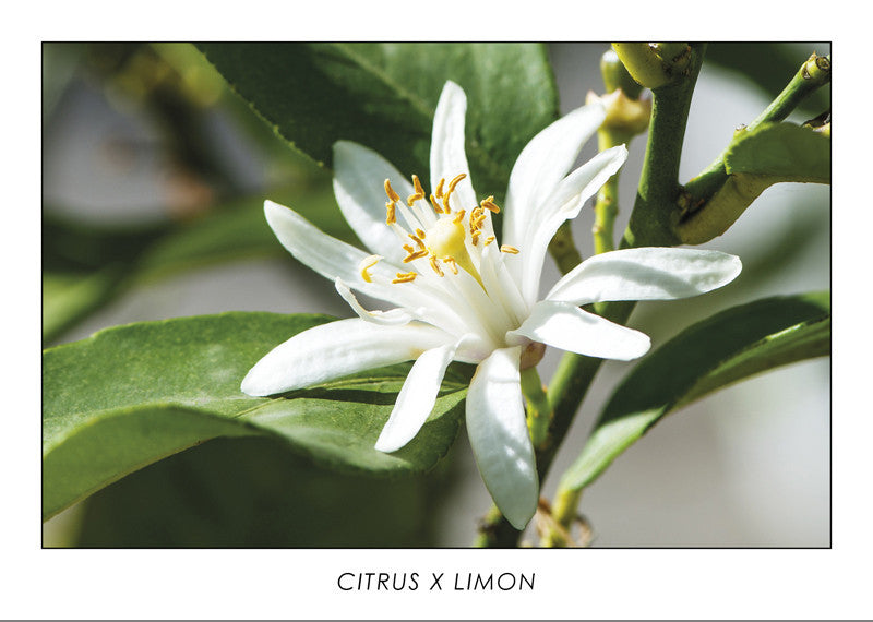CITRUS X LIMON - Lemon flower