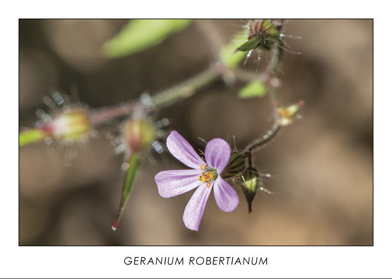 GERANIUM ROBERTIANUM - Herb-Robert