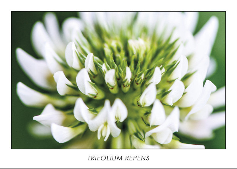 TRIFOLIUM REPENS - White Clover