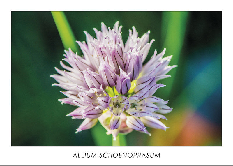 ALLIUM SCHOENOPRASUM – Schnittlauchblume