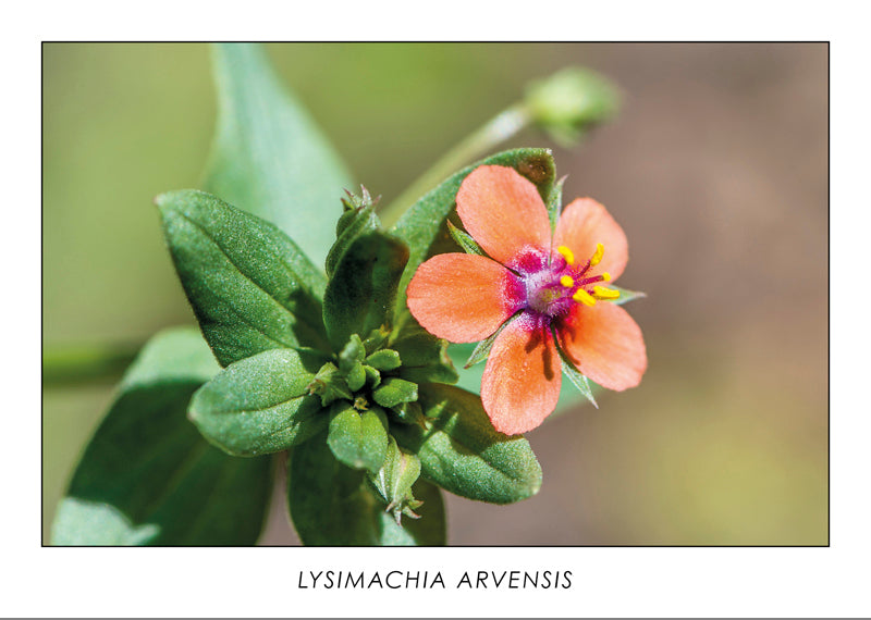 LYSIMACHIA ARVENSIS - Mouron