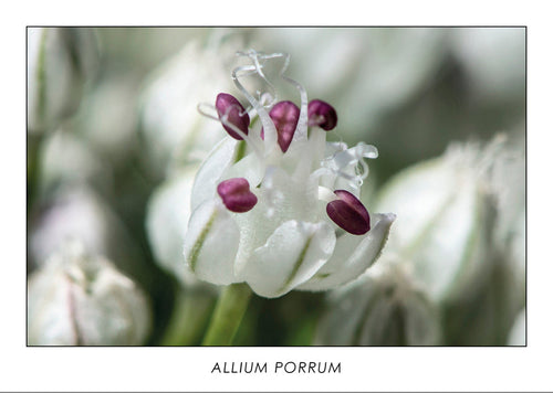 Allium porrum - Fleur de poireau