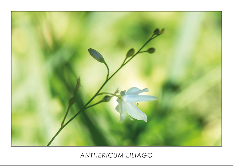 ANTHERICUM LILIAGO