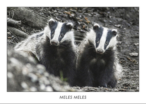 MELES MELES - European badger. Collection Alpine Fauna.