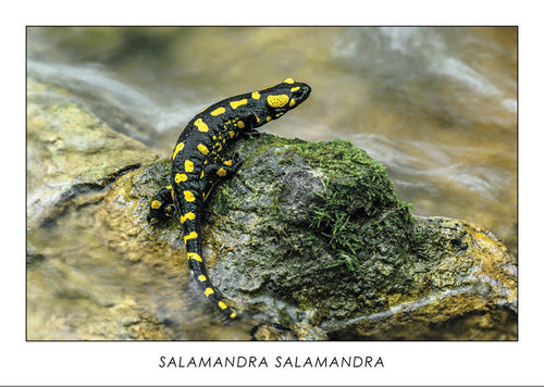 LAMANDRA SALAMANDRA - Fire salamander. Collection Alpine Fauna. 