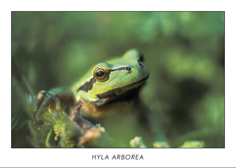 HYLA ARBOREA - European tree frog. Collection Alpine Fauna