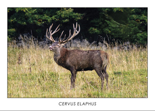 CERVUS ELAPHUS - Red deer. Collection Alpine Fauna