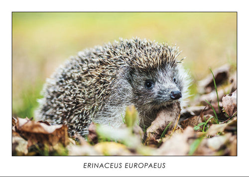ERINACEUS EUROPAEUS - European hedgehog. Collection Alpine Fauna.