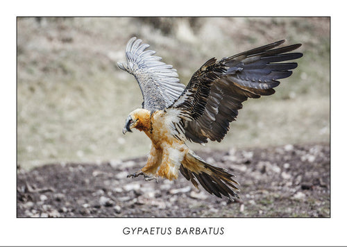 GYPAETUS BARBATUS - Bearded vulture. Collection Alpine Fauna. 