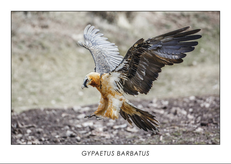 GYPAETUS BARBATUS - Bearded vulture. Collection Alpine Fauna. 