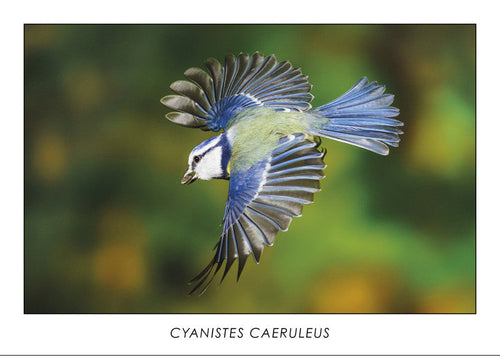 CYANISTES CAERULEUS - Eurasian blue tit. Collection Alpine Fauna. 