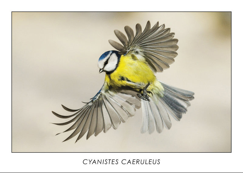 CYANISTES CAERULEUS - Eurasian blue tit. Collection Alpine Fauna. 