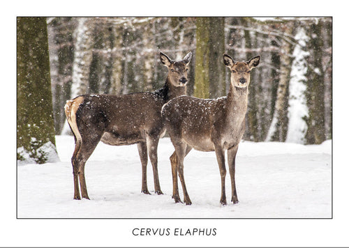 CERVUS ELAPHUS - Hind. Collection Alpine Fauna.