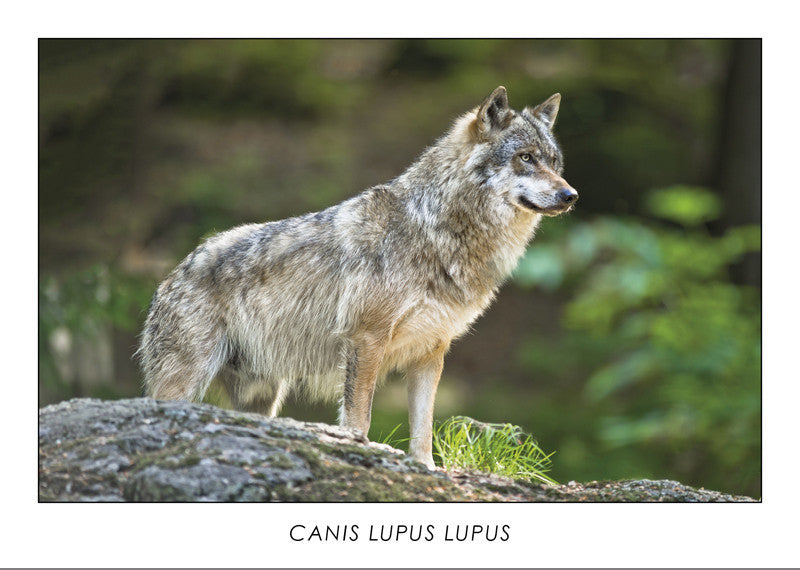CANIS LUPUS LUPUS - Eurasian Wolf. Collection Alpine Fauna.