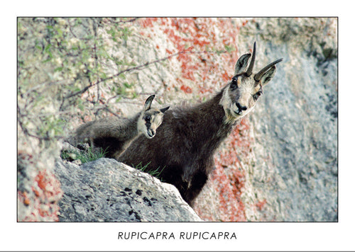 RUPICAPRA RUPICAPRA - Chamois. Collection Alpine Fauna.