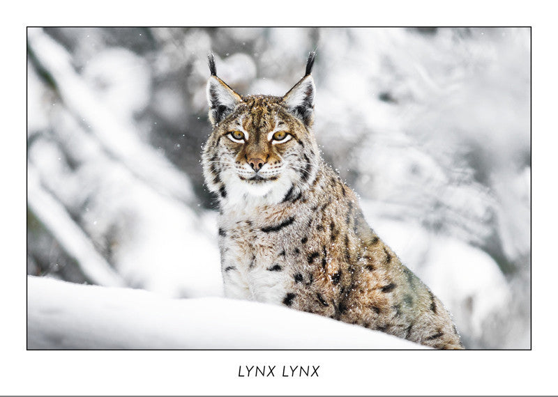 LYNX LYNX - Eurasian lynx. Collection Alpine Fauna.