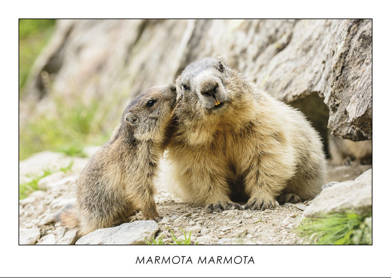 MARMOTA MARMOTA - Alpine Marmot. Collection Alpine Fauna.