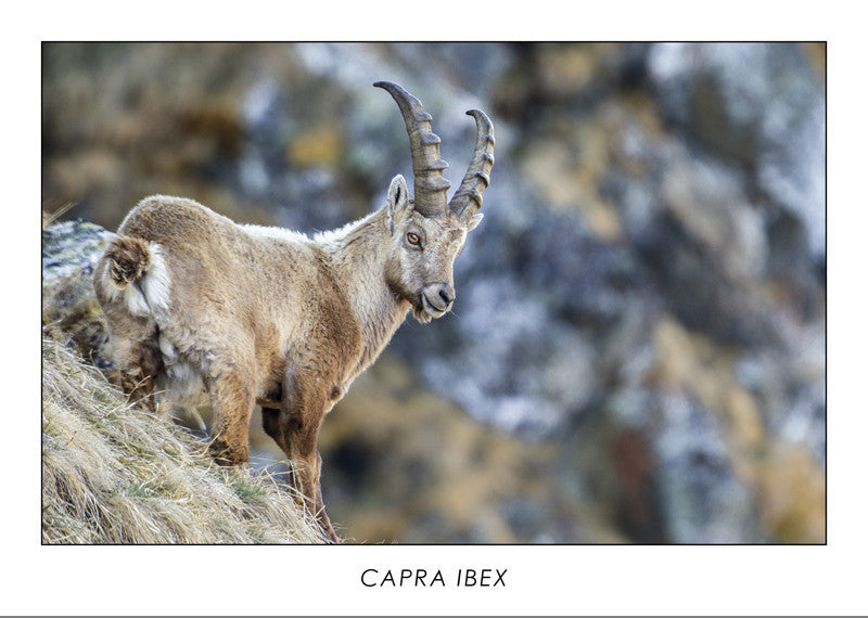 CAPRA IBEX - Alpine ibex. Collection Alpine Fauna.