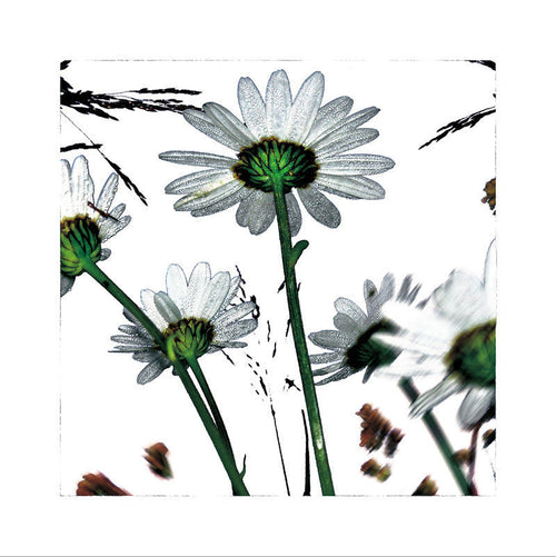 DAISY - L'HERBIER HUMEROSE