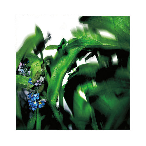 MYOSOTIS - L'HERBIER HUMEROSE