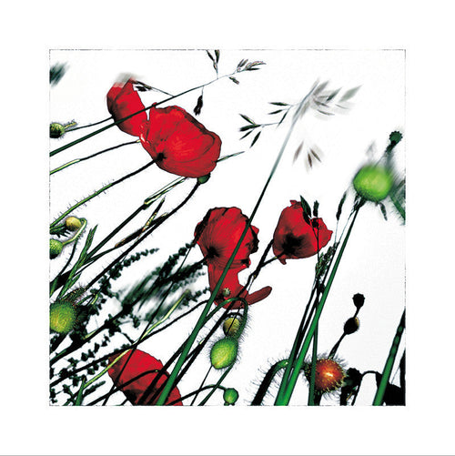 POPPY - L'HERBIER HUMEROSE