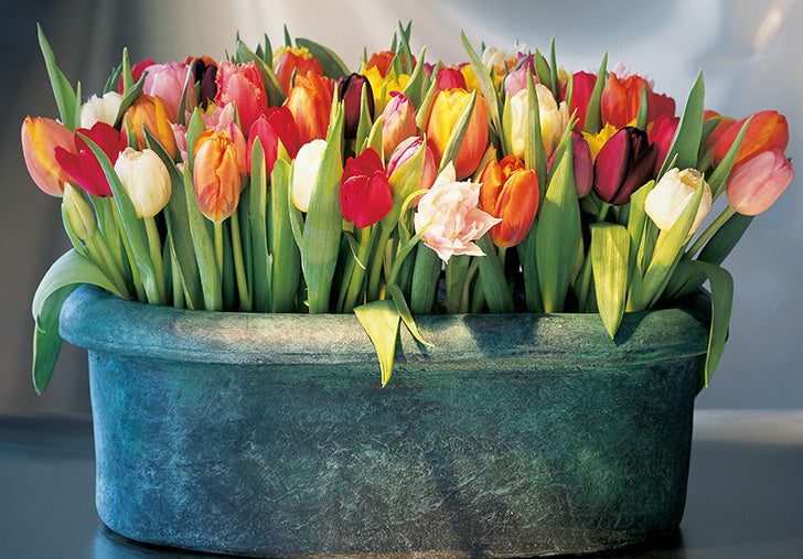07-19263 - Tulipes