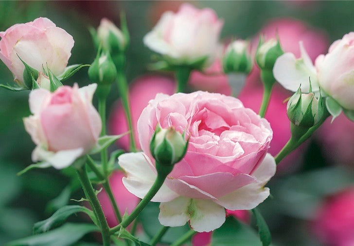 07-196754 - Roses