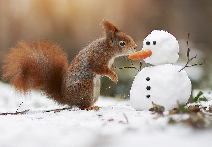 07-197156 - Écureuil avec bonhomme de neige