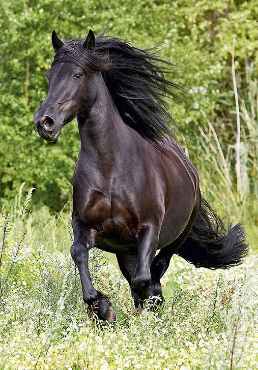 07-197615 - Cheval