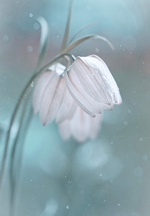 07-197880 - Campanule blanche