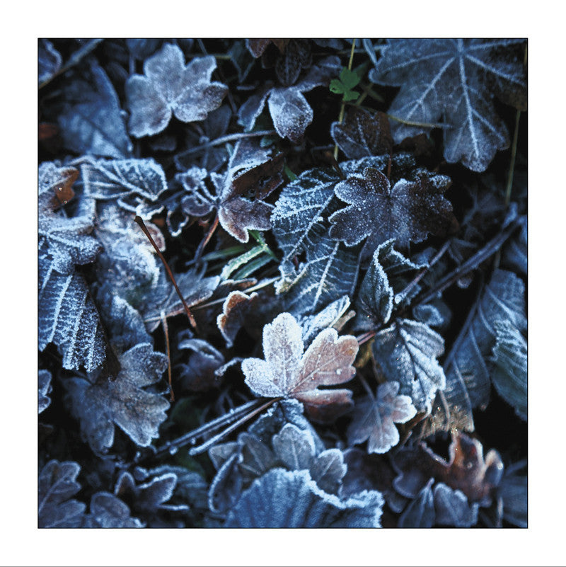 Frozen leaves