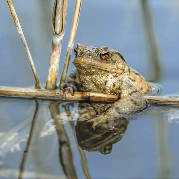 75004 - Common toad
