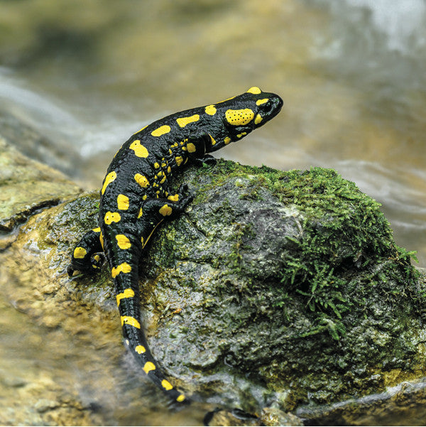 75005 - Salamandre tachetée