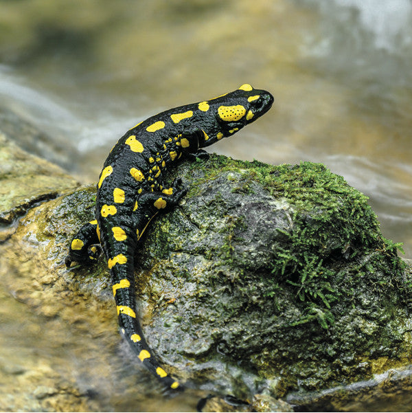 75005 - Fire salamander